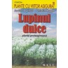 Lupinul dulce apiluk